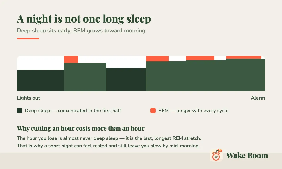 Diagram of one night: deep sleep concentrated in the early cycles, REM lengthening toward morning