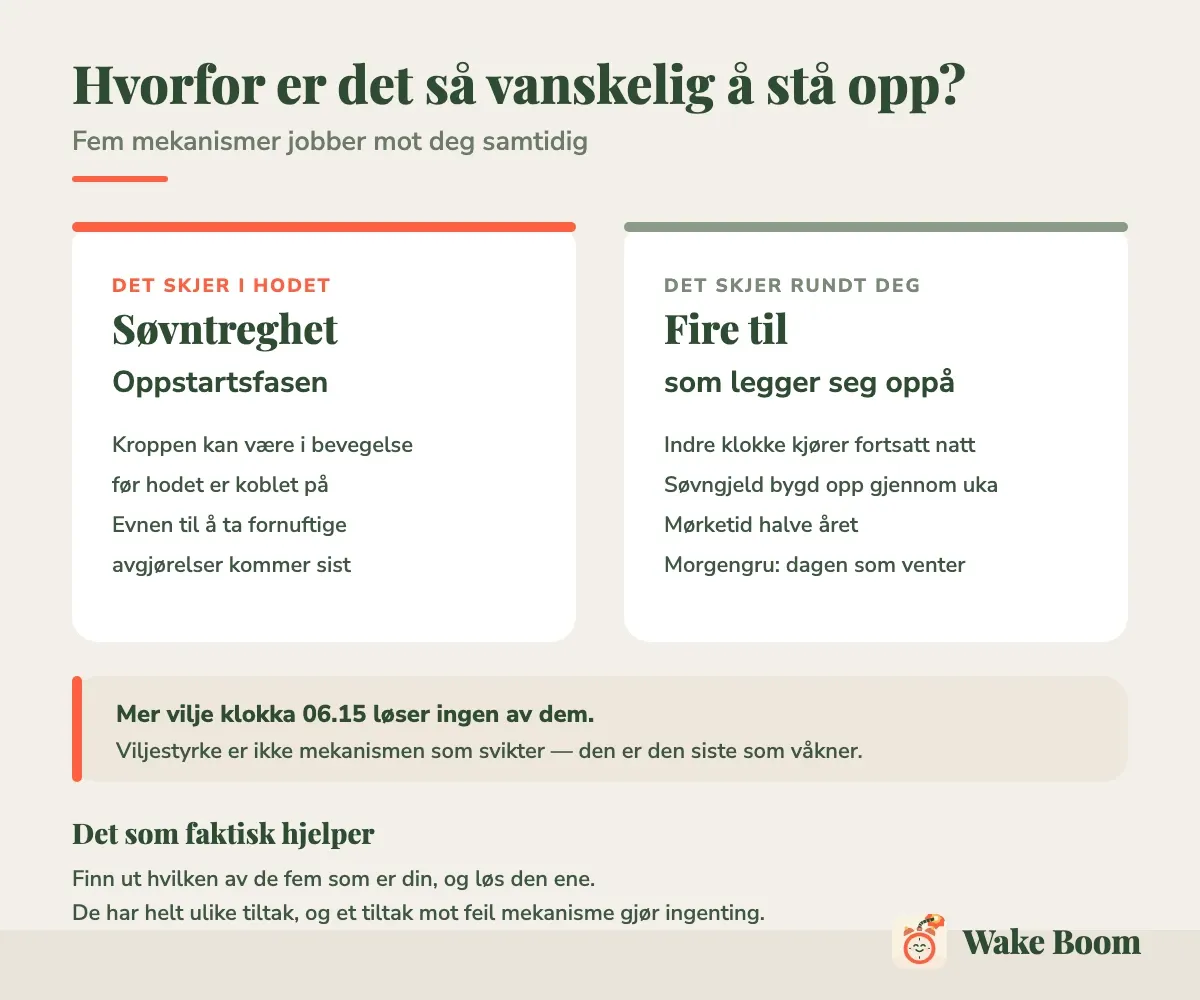 Infografikk: søvntreghet i hodet, og fire mekanismer rundt deg — indre klokke, søvngjeld, mørketid og morgengru