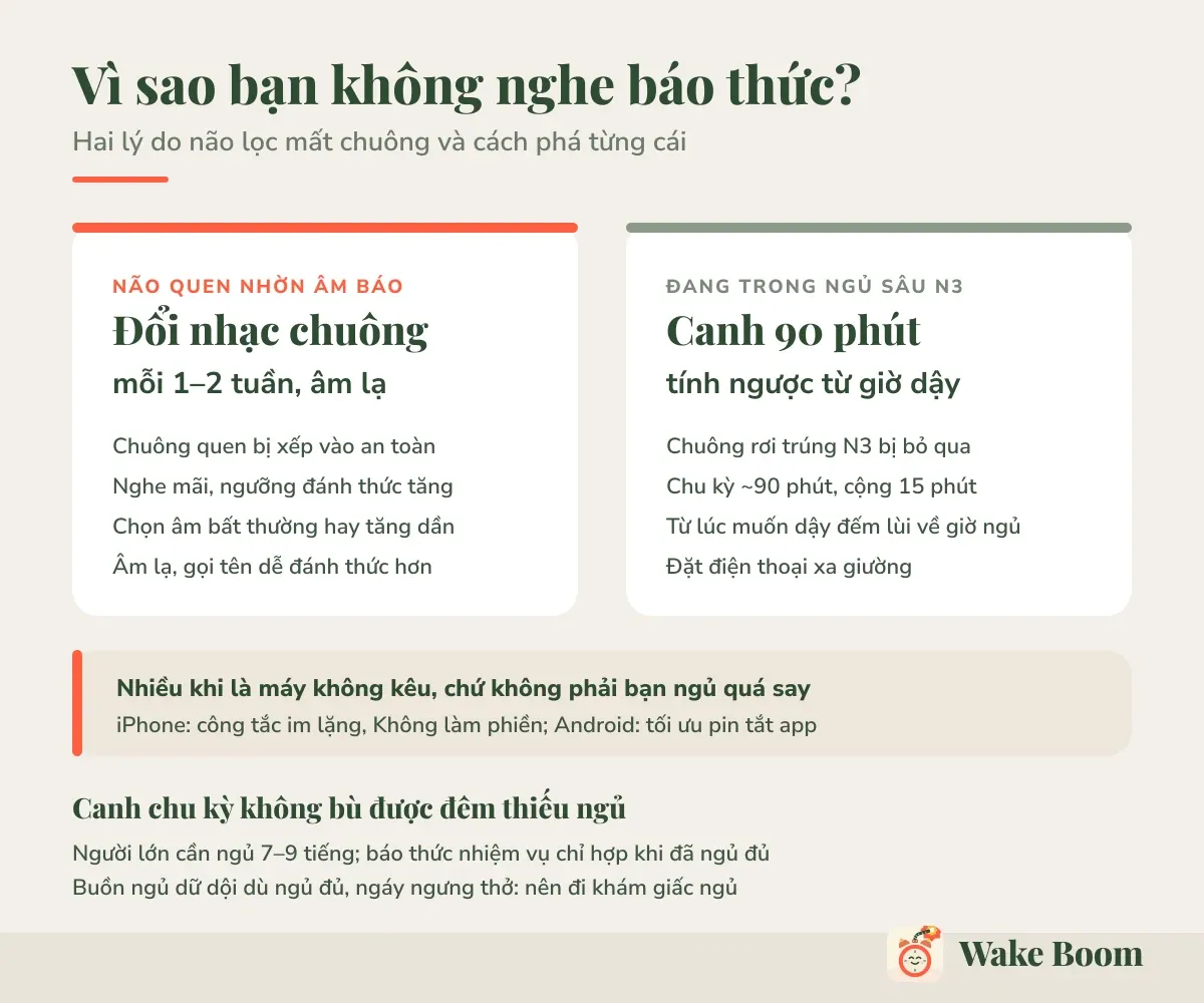 Vì sao bạn không nghe báo thức? — Hai lý do não lọc mất chuông và cách phá từng cái