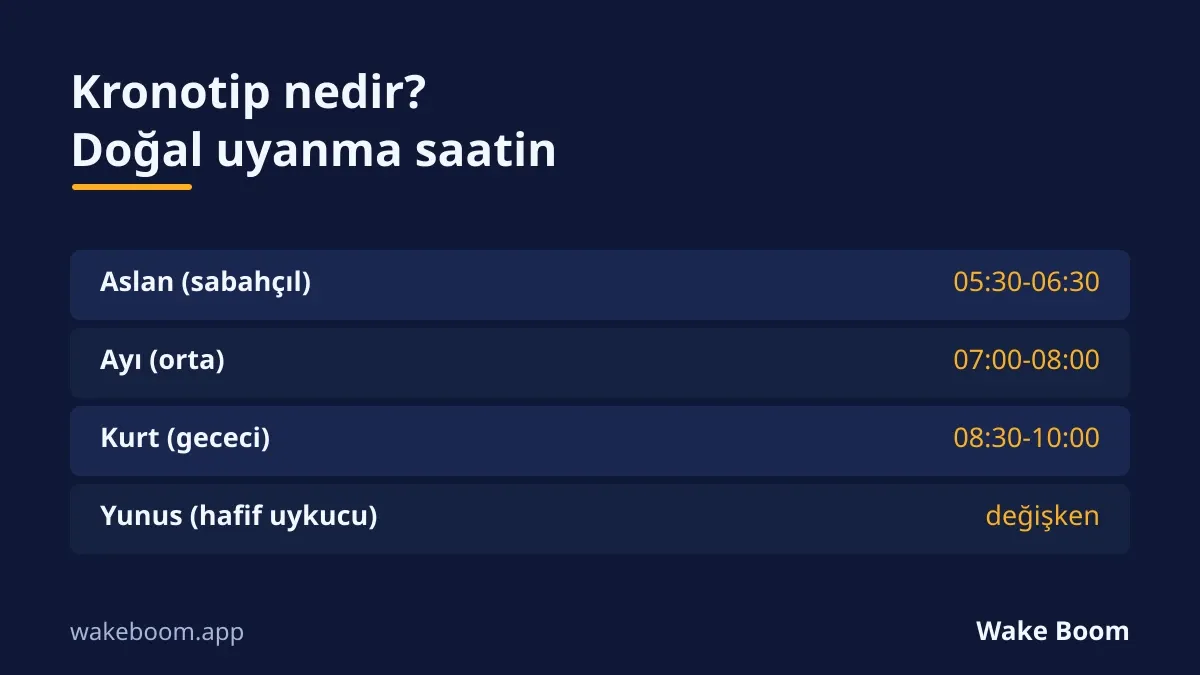 Dört kronotip ve alarmsız doğal uyanma saatleri: aslan, ayı, kurt, yunus.