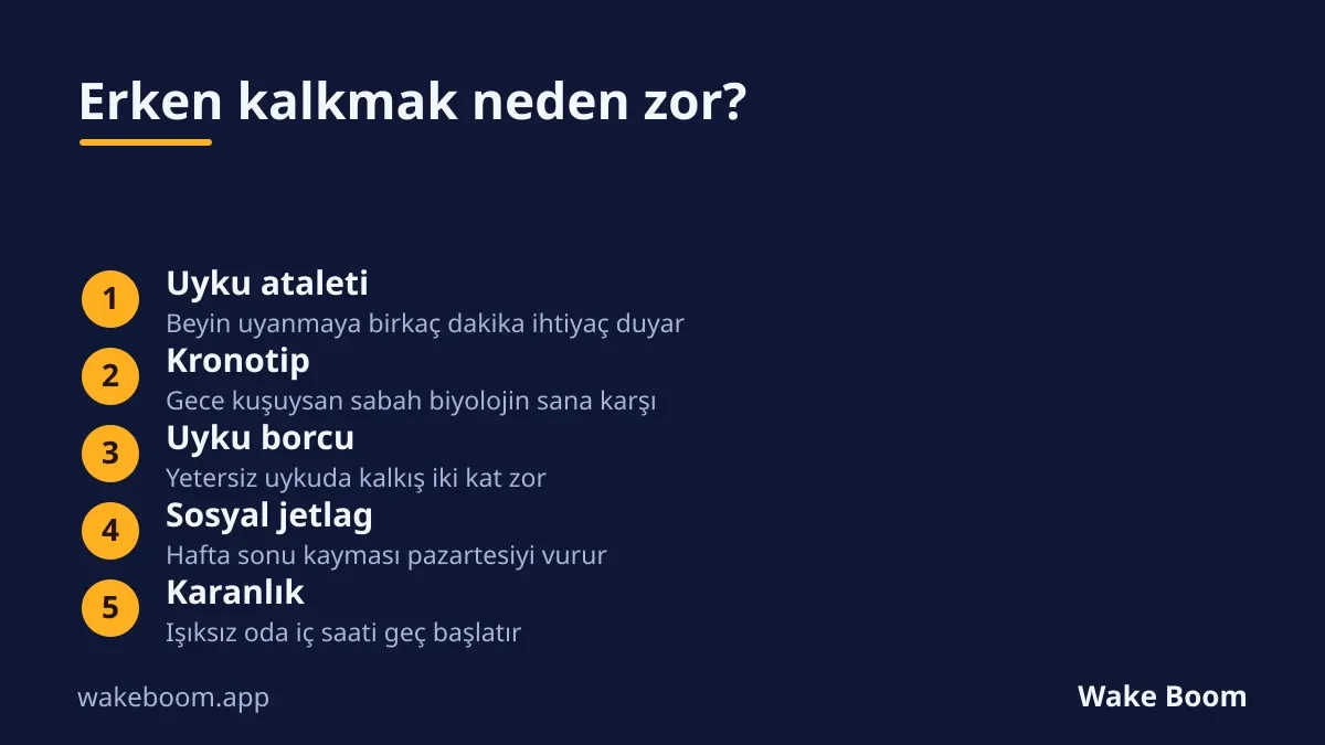 Erken kalkmayı zorlaştıran beş etken: uyku ataleti, kronotip, uyku borcu, sosyal jetlag, karanlık.