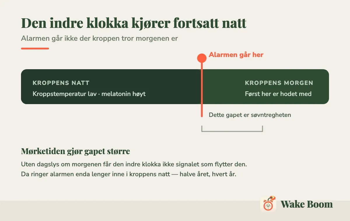 Diagram: alarmen går mens kroppen fortsatt er i natt, og kroppens morgen kommer senere